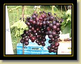 winogron czarny 0001 * 2048 x 1536 * (954KB)