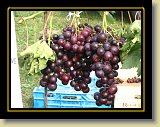 winogron czarny 0002 * 2048 x 1536 * (974KB)
