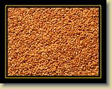 ziarno pszenicy 0005 * 2048 x 1536 * (2.11MB)