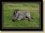 zebra 0017 * 3456 x 2304 * (4.93MB)