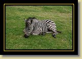 zebra 0018 * 3456 x 2304 * (4.82MB)