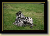 zebra 0020 * 3456 x 2304 * (4.07MB)