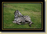 zebra 0021 * 3456 x 2304 * (4.25MB)
