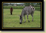 zebra 0022 * 3456 x 2304 * (3.78MB)