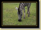 zebra 0025 * 3456 x 2304 * (4.45MB)