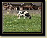 krowy 0039 * Minolta DSC * 2560 x 1920 * (3.63MB)