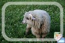 owce * (19 Zdj)