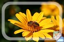 pszczoa * (6 Zdj)