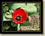 tulipan 0002 * Minolta DSC * 2560 x 1920 * (2.44MB)